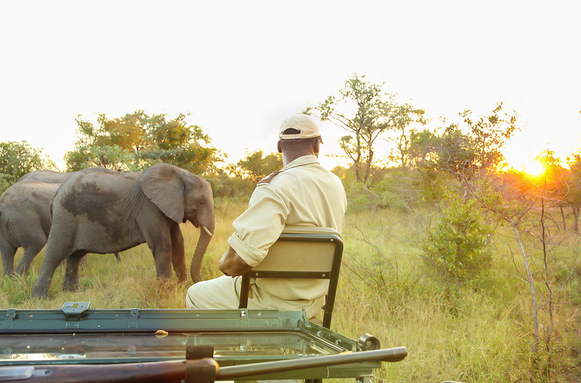 Elephant safari at sunrise