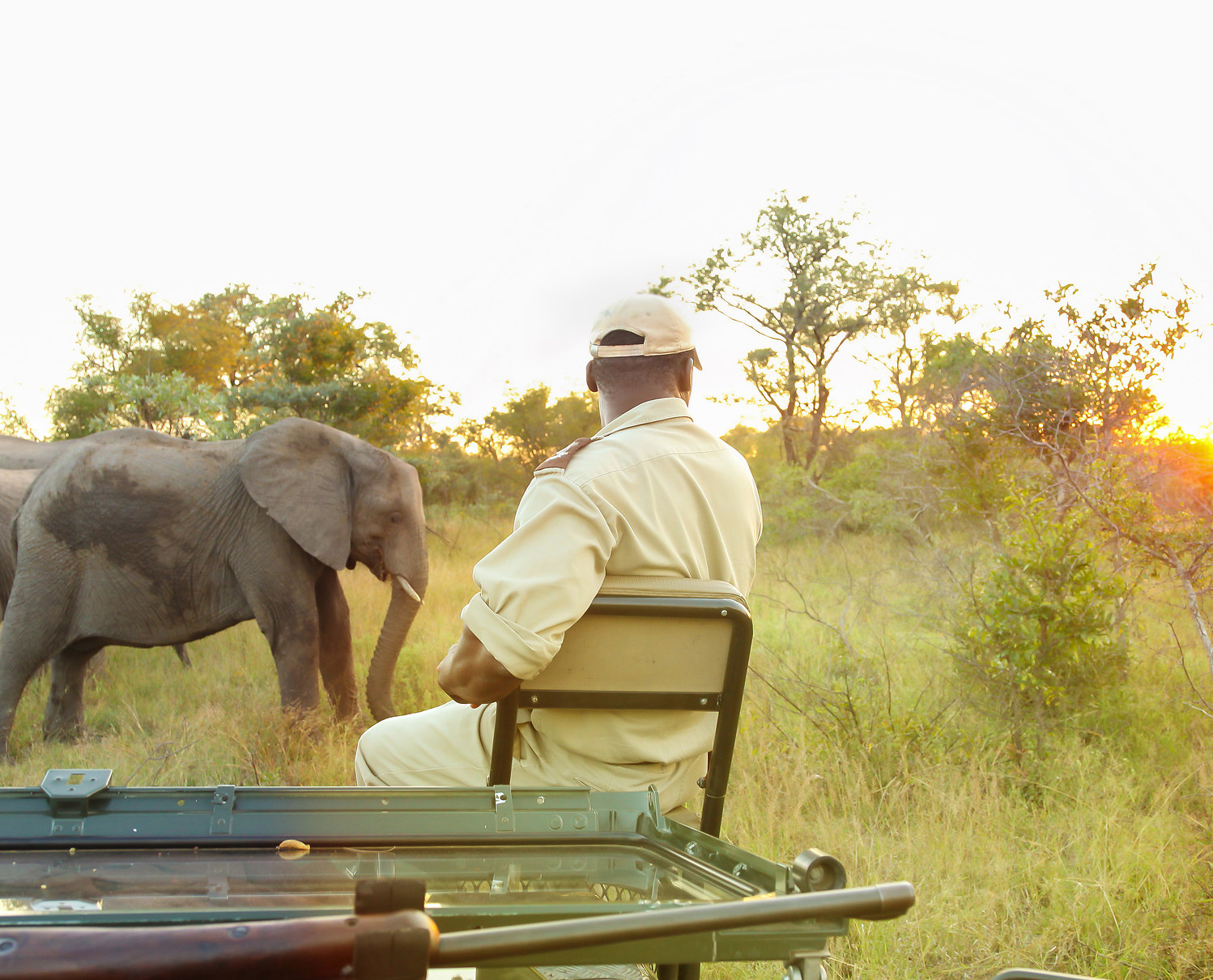 Elephant safari at sunrise