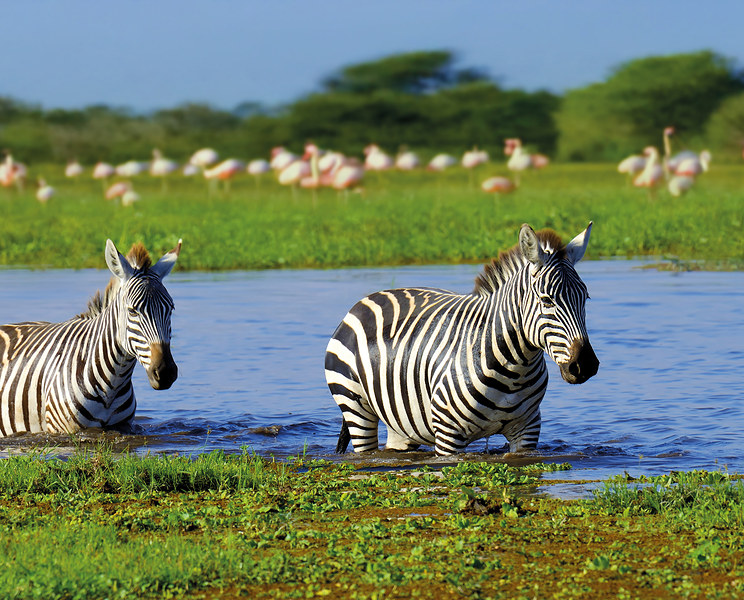 Zebra and flamingos