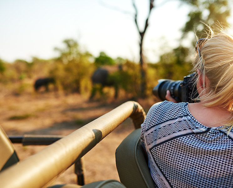 Photographing elephants